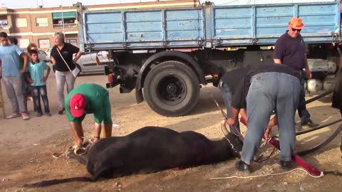 Reality of a travelling BULL FIGHTING RING - TORRE PACHECO SPAIN