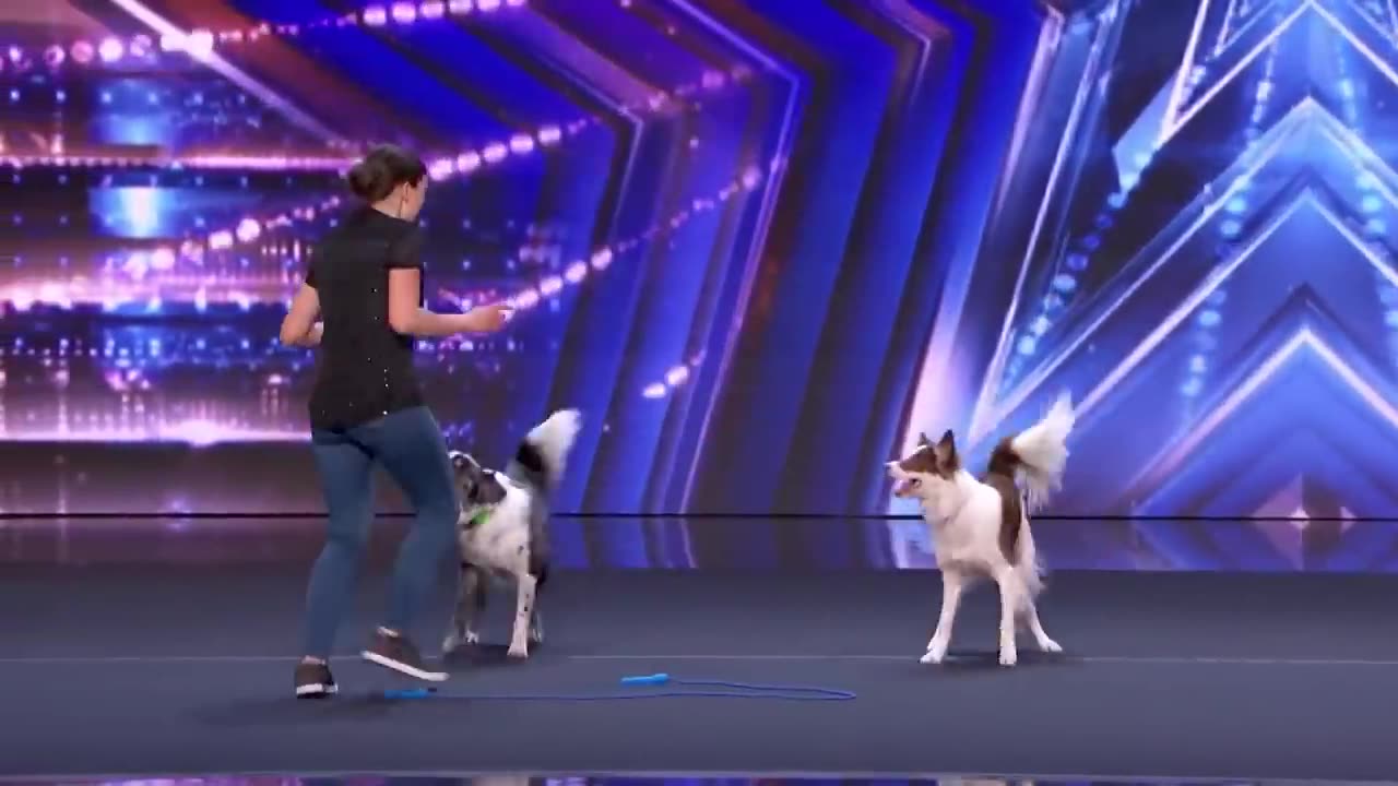 Top 10 Dog Acts That Got Simon Cowell Go CRAZY | #simoncowell #dogs