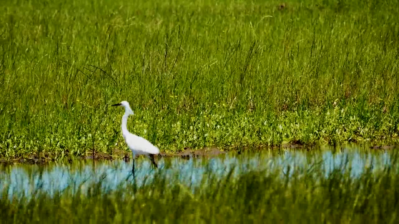 Heron Bird Animal Nature Plumage Wildlife Feather