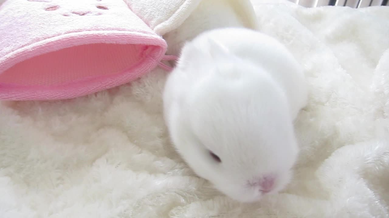 These Baby Bunnies Will Brighten Up Your Day