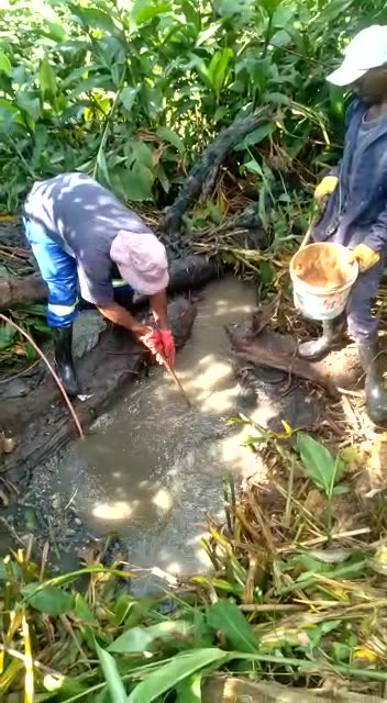 Sewage toxicity and stench irk Westville residents