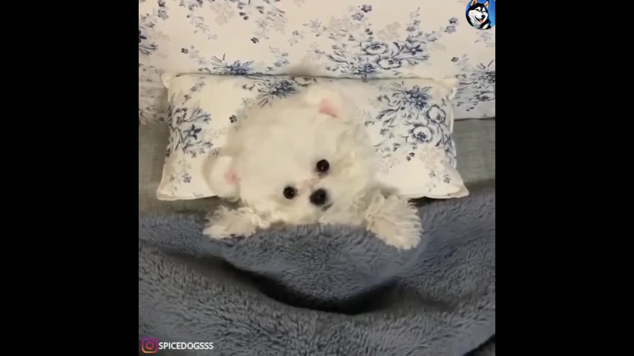 cute dogs doing cute things