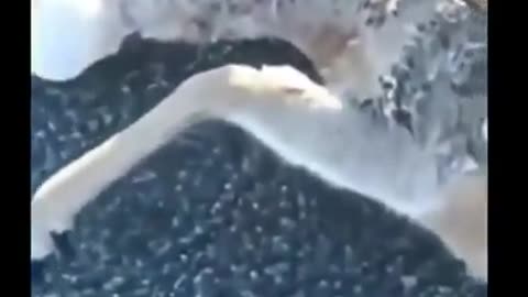 Frozen Deer @ -56 degree #shorts #viral #shortsvideo #video