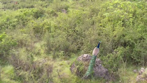 Peacock 🦚 Captured During First Drone Flight