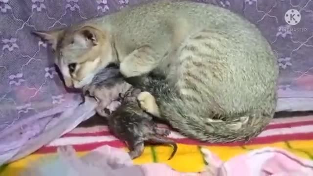 Cat Giving Birth : Cat Gives Birth to 2 Kittens .