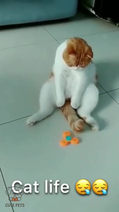 Sed lReact for Cat life