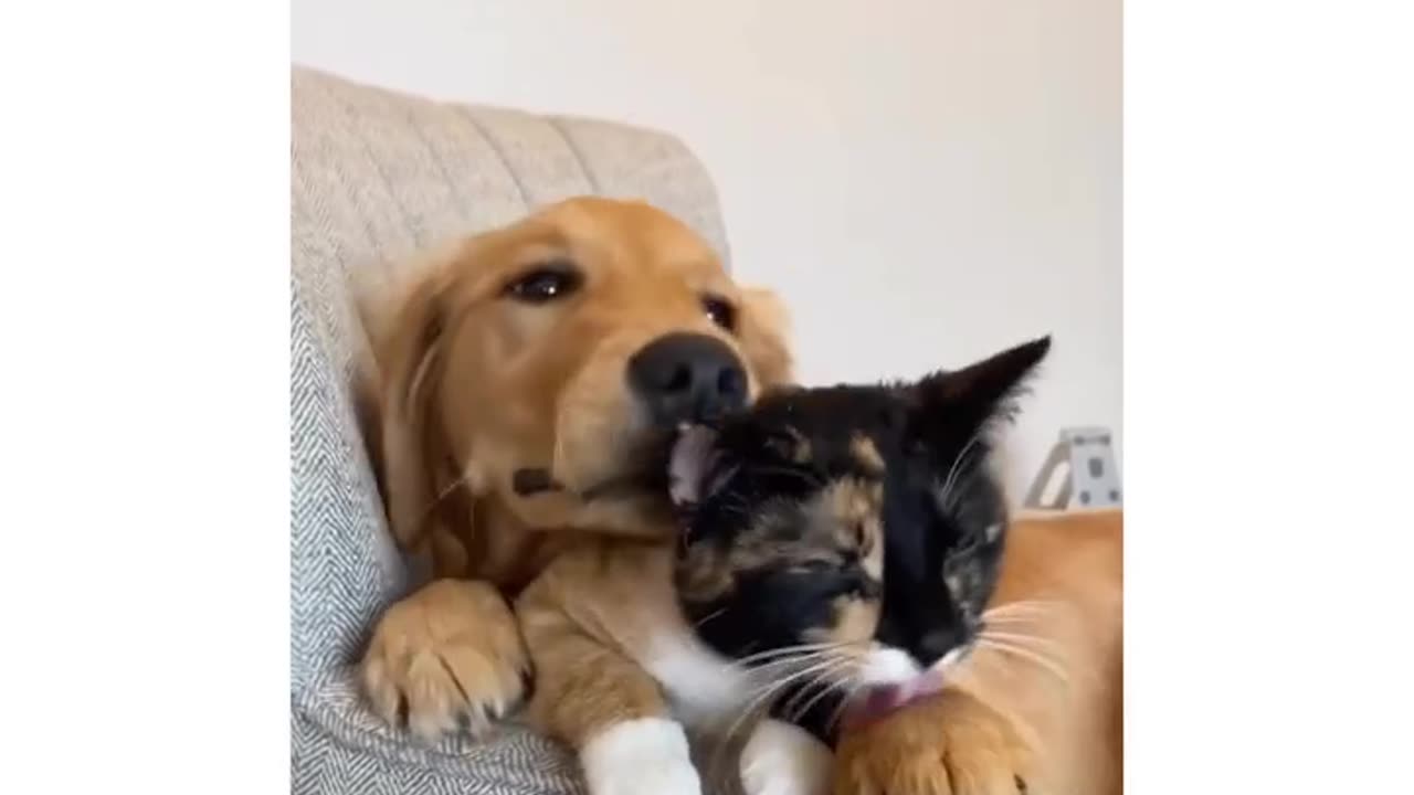 dog licking cat, dramatic head pop