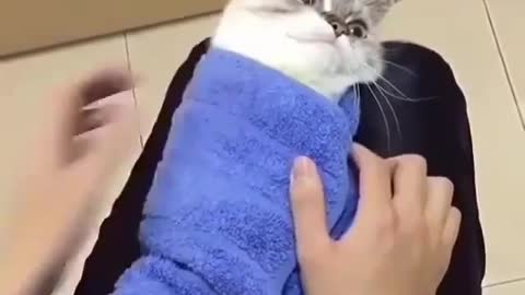 A cat in the owner's lap.