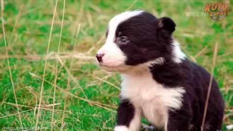 In Italy, Anjing Unik, Anjing Berbulu Hijau Lucu Lahir