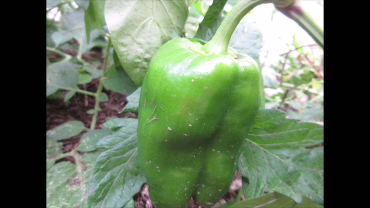 High Vitamin C Levels Green Bell Pepper Sept 2022