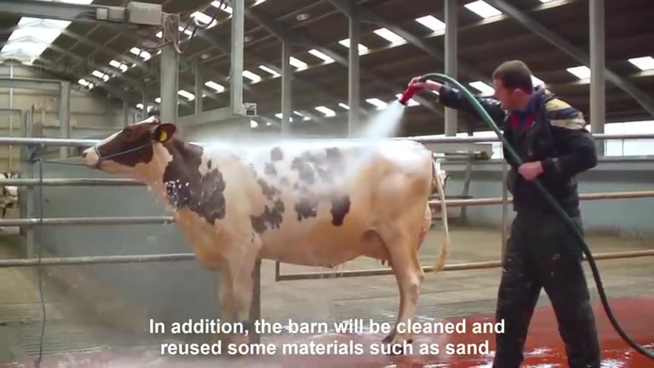 Modern Cow Dairy Farming - Cow Milking Technology Machine - Smart Dairy Farm