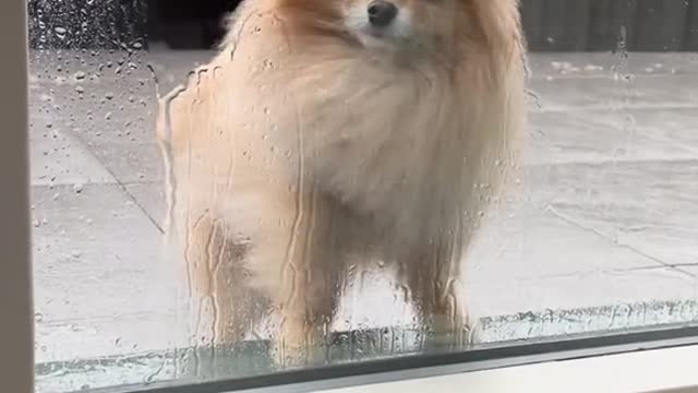 Good job, my dog.