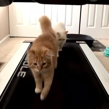 Best funny cat videos 2021 😸 Try not to laugh😍