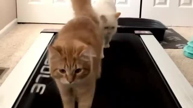 Best funny cat videos 2021 😸 Try not to laugh😍