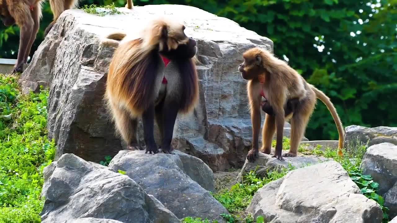 Scary Gelada