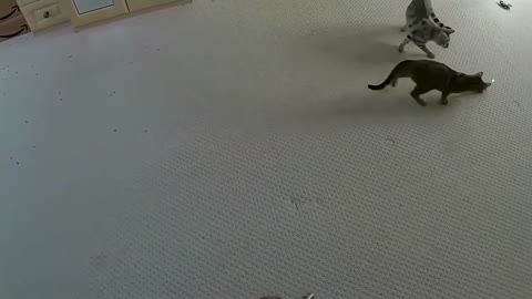 Bengal Kittens Vs Laser Pointer