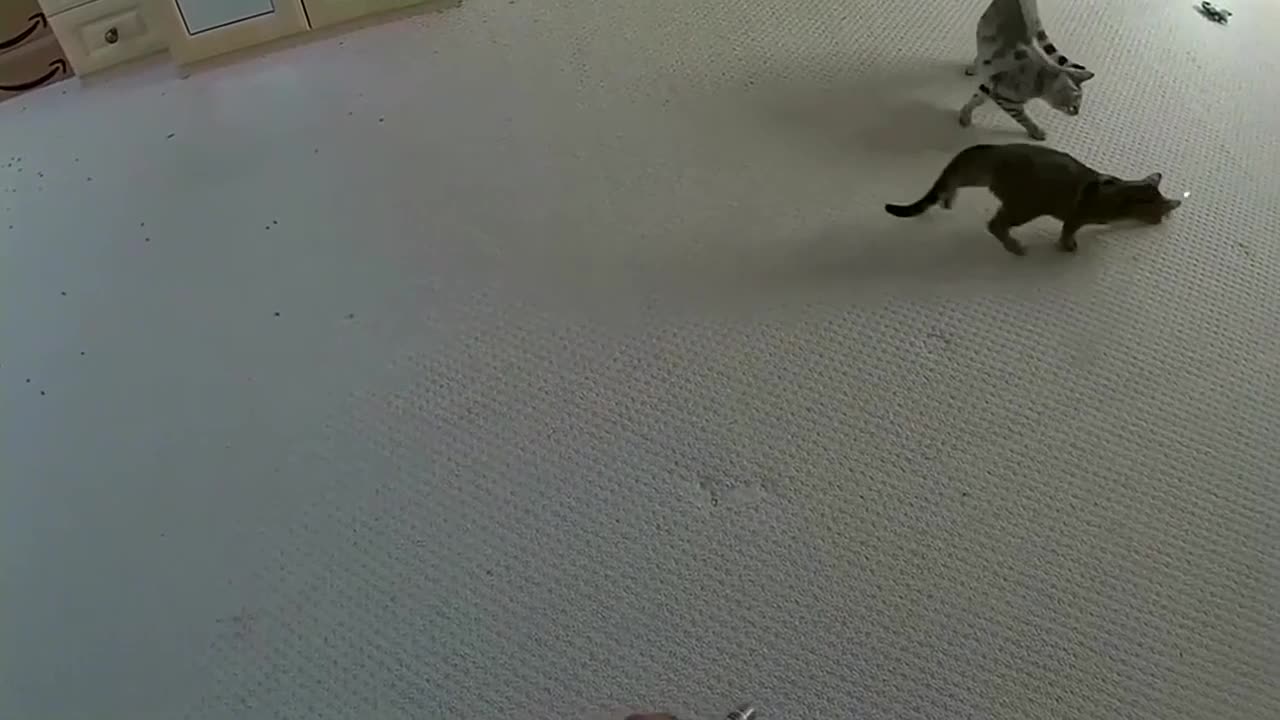 Bengal Kittens Vs Laser Pointer