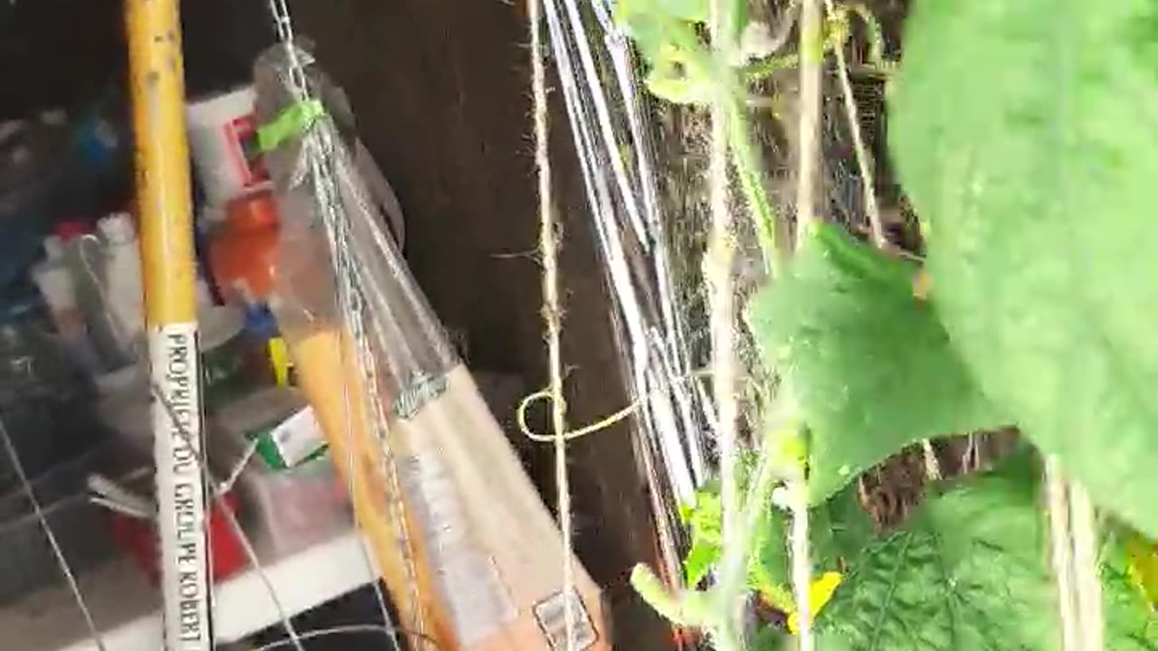 August 4 2023 AD update hydroponic indoor bucket + air cucom cucumber 🥒