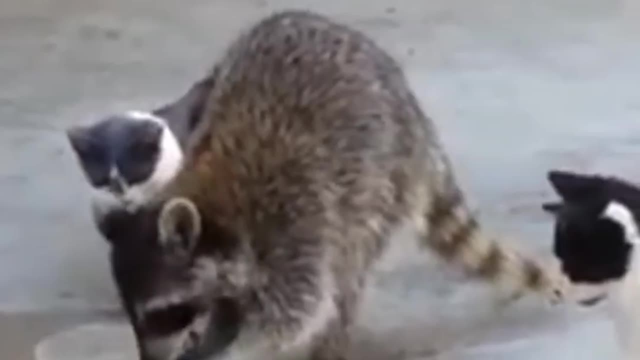 Gary_the_Raccoon funny video