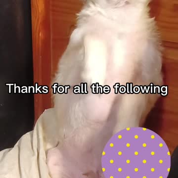 Too cute my pup. Adorable