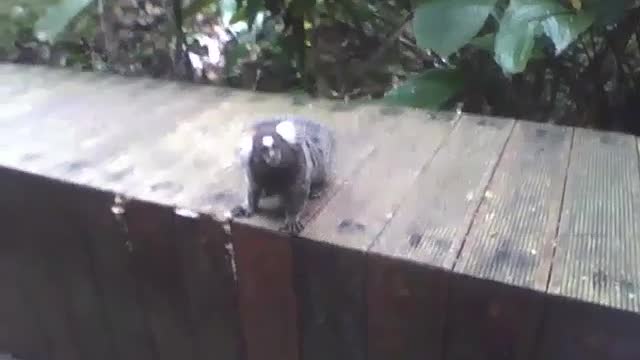 Sagui é flagrado na área de visitantes do jardim botânico [Nature & Animals]