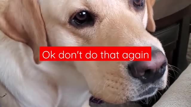 Dog hates it when he distrub it during sleep