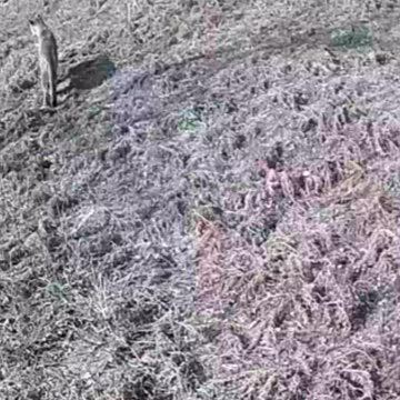 Wildlife at Crestline