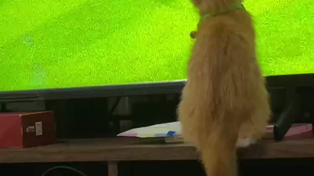 Cat want to play soccer part 1