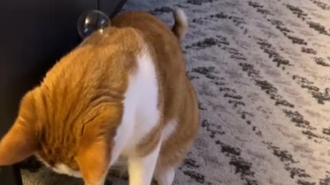I’m carrying your love with me #catsoftiktok