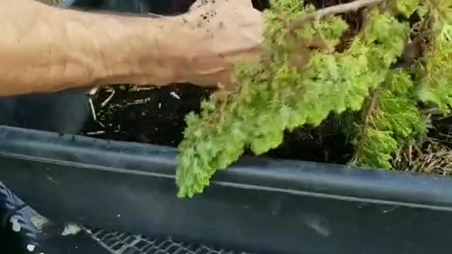 Re-pot A Bonsai Tree