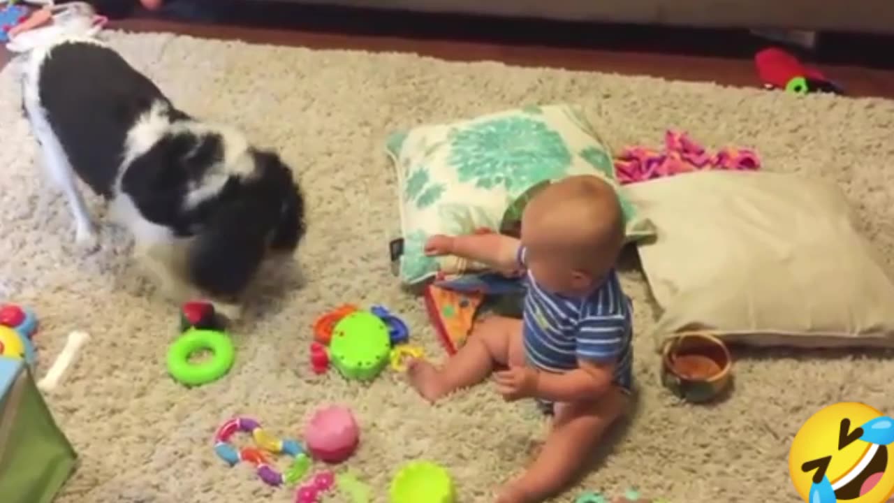 Funny dogs & sad babies (funny momments😂)