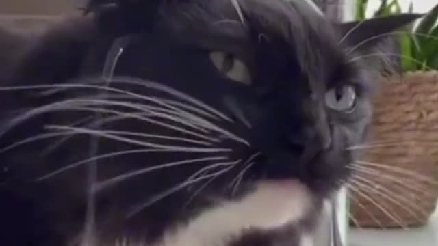 Whats wrong with him | Cat play with a tap | Cat remarkably startled by harmless object |