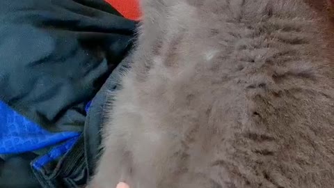 Do I really need to talk to my cat about abstinence?
