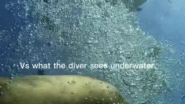 What the Divemaster sees above the water.