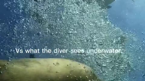 What the Divemaster sees above the water.