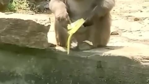 Cute and funny animals video compilation 😂😂😂