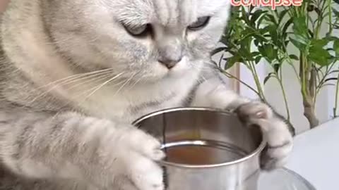 Funny video cat sweet making