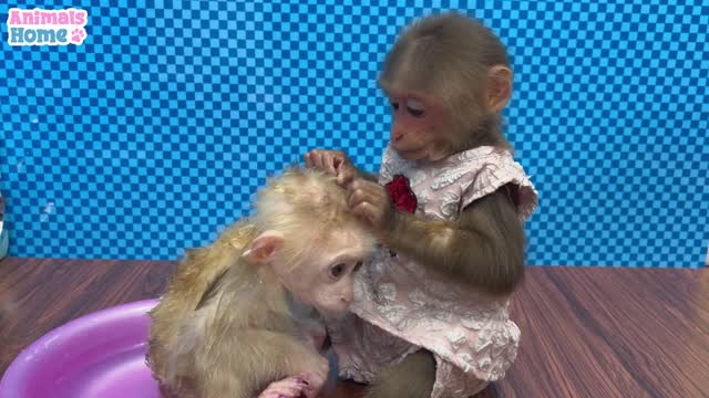 BiBi helps dad take care of baby monkey OBi