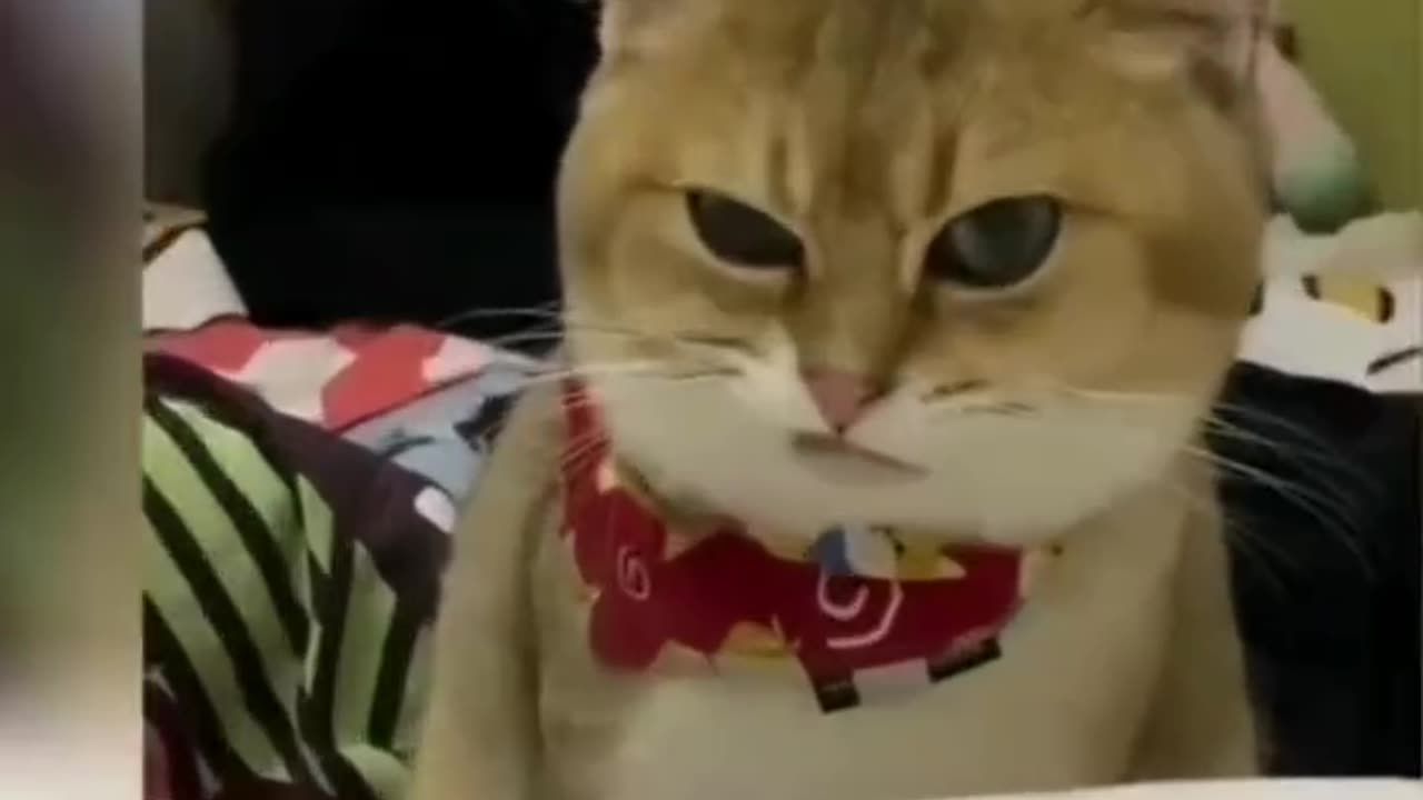 Cat reaction