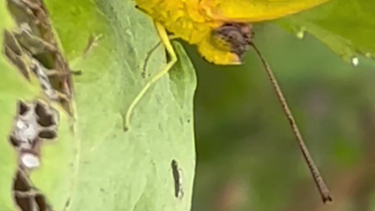VOCÊ CONHECE A BORBOLETA-GEMA?