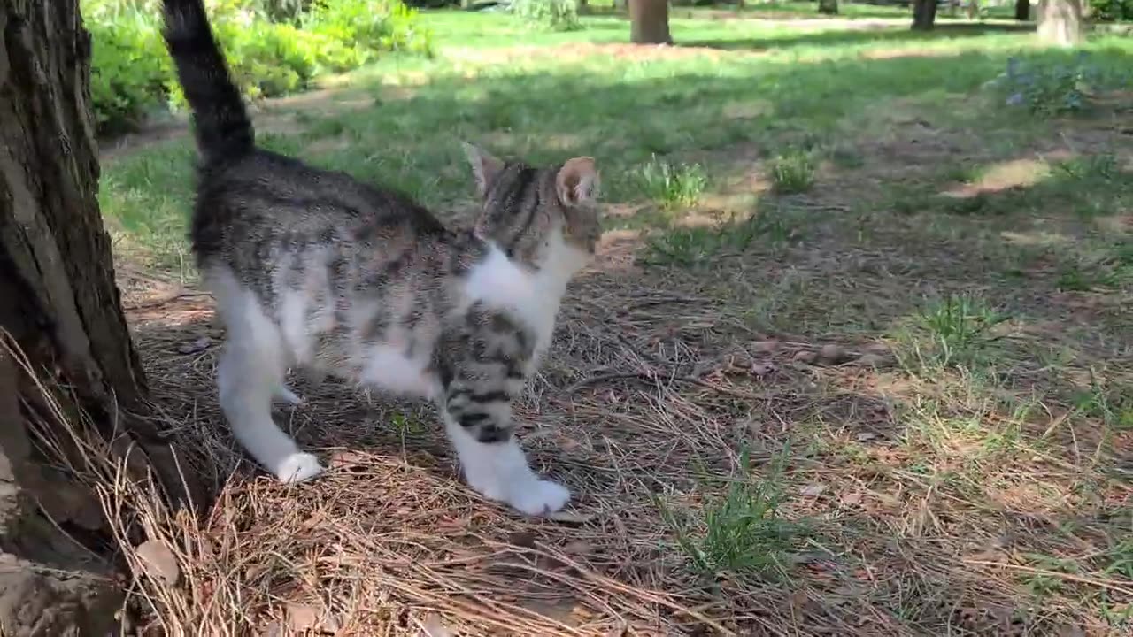 Poor Kitten is beaten and excluded by other adult cats