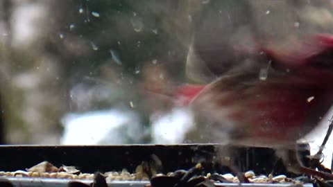 Purple Finch