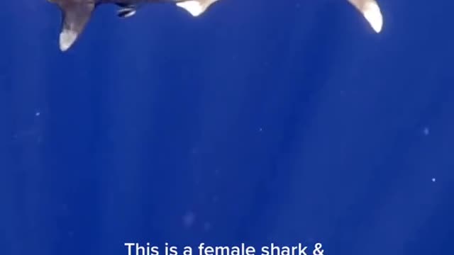 Did you know sharks mate in this way 😳