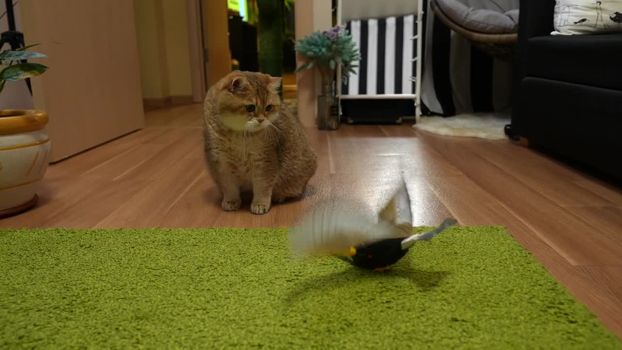 Hosico and Bird