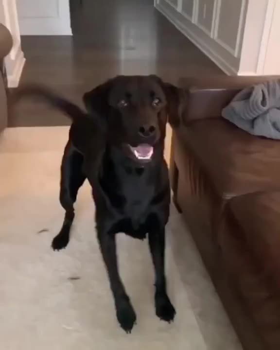 Funny animal videos | Cute animal videos | Funny dog&cat videos | Hilarious pet videos #11