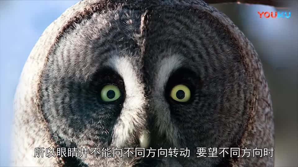 Beautiful and wonderful animals