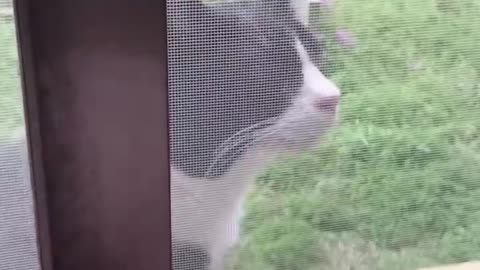 Kitty Sees Neighbor Cat Nemesis At