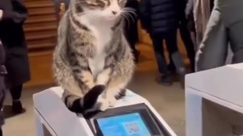 SECURITY CAT WORKS EXTREMELY WELL 😹