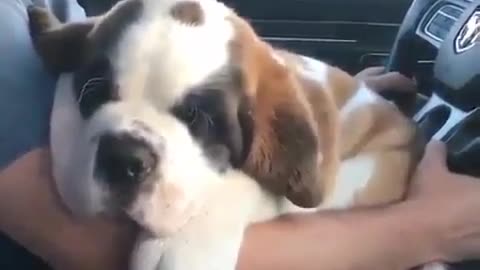 Funny animal videos|Cute animal videos |Funny dog&cat videos|Hilarious pet videos|Funny video