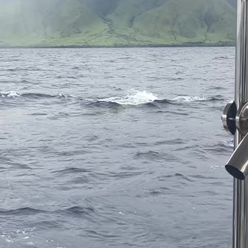 Lanai Snorkel Trip - Humpback whale